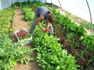 Horta ecològica